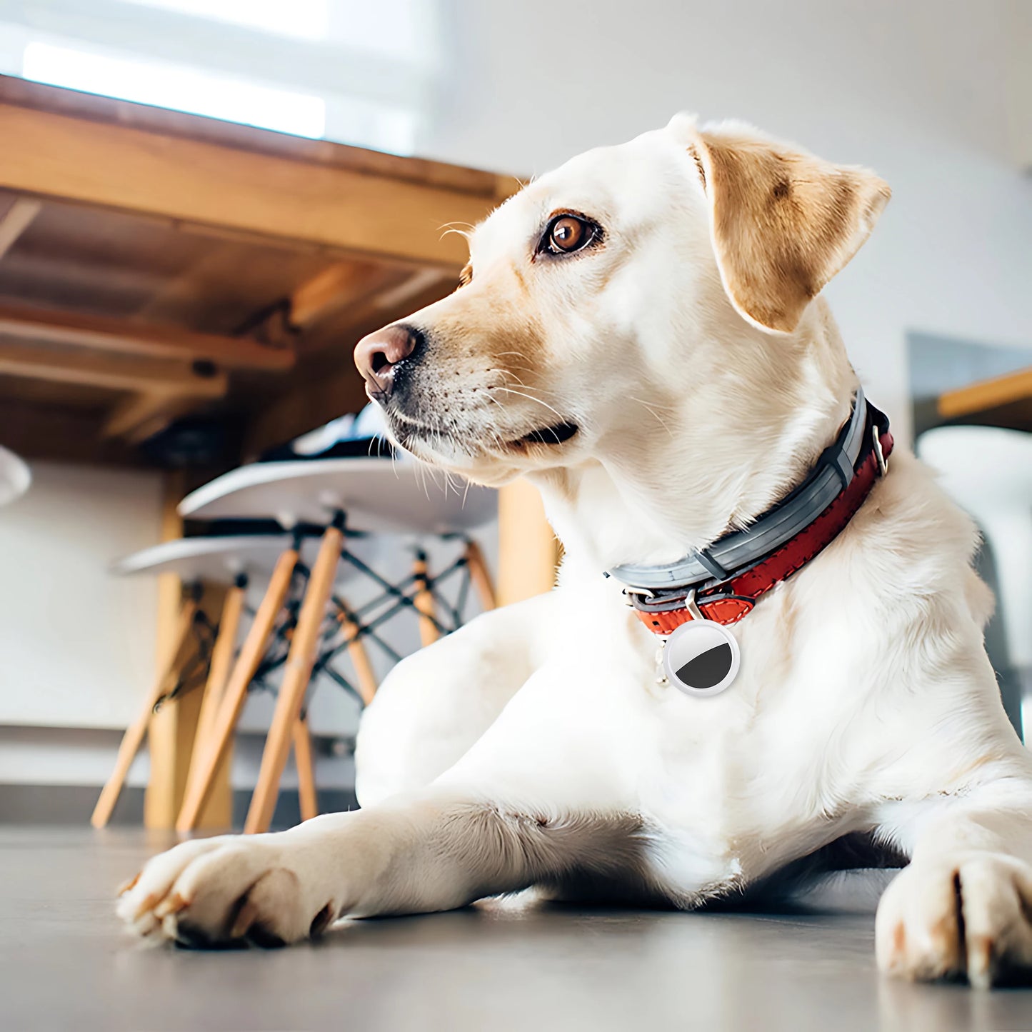 Smart GPS Tracker voor Hond, Kat & Sleutels - Bluetooth Locatie Tracker